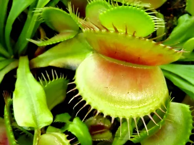 Venus fly trap plant