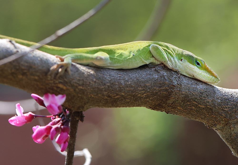 anole on redbud
