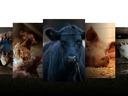 livestock collage