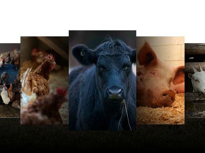 livestock collage