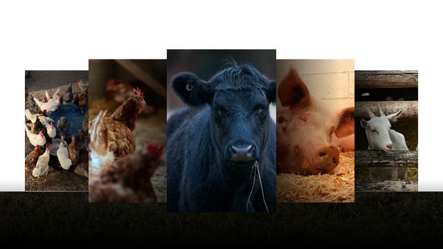 livestock collage