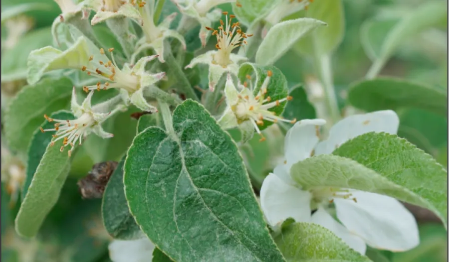 2026 Apple Disease Update: Petal Fall + Blossom Blight Infection Alert ...