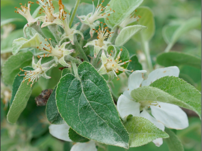 Photo of the petal fall phenological stage of an apple flower