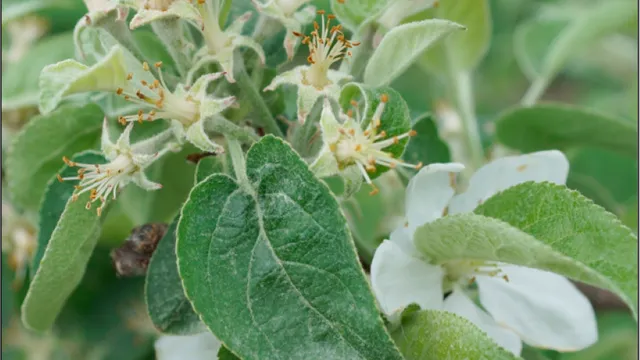 Photo of the petal fall phenological stage of an apple flower