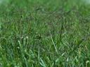 Photo of Bermudagrass. Photo credit: Matt Lavin