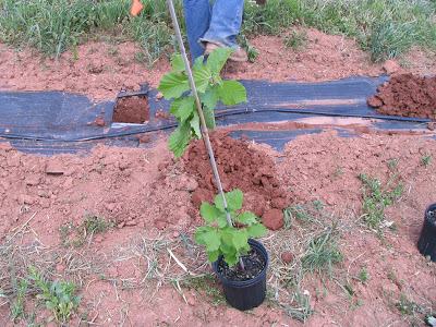 close up of one of the trees being planted