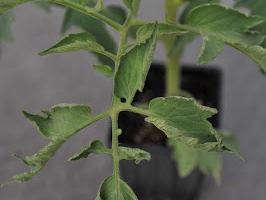 damage on leaves of plants grown with suspect composted manure