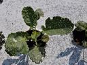 flea beetle damage on broccoli plant leaves