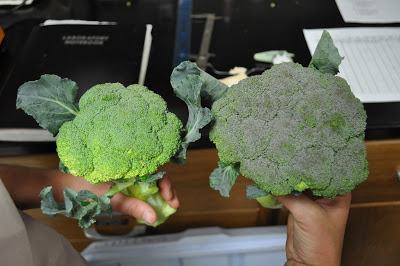 Broccoli Colurs Our First Experience With Organic Broccoli Production - New Crops ...