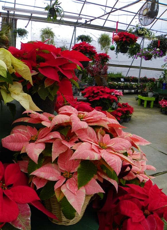Caring for Poinsettia Plants - Pender County Center | N.C. Cooperative  Extension