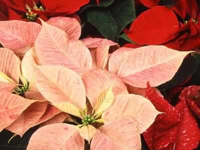 Cluster of pink and red poinsettia plants with green leaves