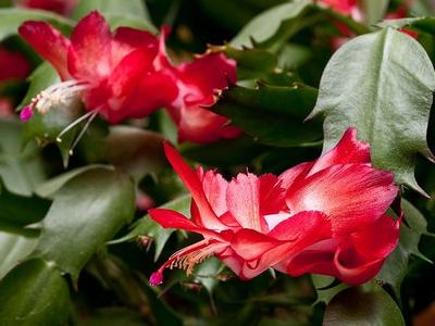 Red Christmas cactus blooms with pink stamens among green segmented stems