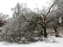 Ice damaged tree.