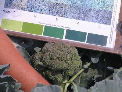 Update on the NC Component of the East Coast Broccoli Project-2011 ...