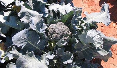 Report from the 2011 WNC Broccoli Project - New Crops & Organics | NC ...