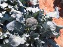 broccoli plant