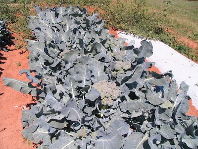Double Row Broccoli Report from the 2011 WNC Broccoli Project - New Crops & Organics | NC ...