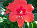 Red amaryllis flower close-up showing stamens and surrounding green leaves