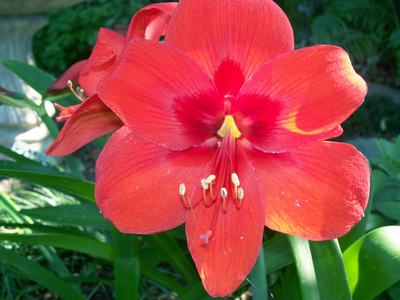 Red amaryllis flower close-up showing stamens and surrounding green leaves