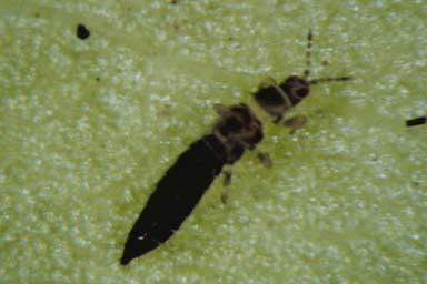 Insects - Tobacco Thrips - Tobacco Growers Information
