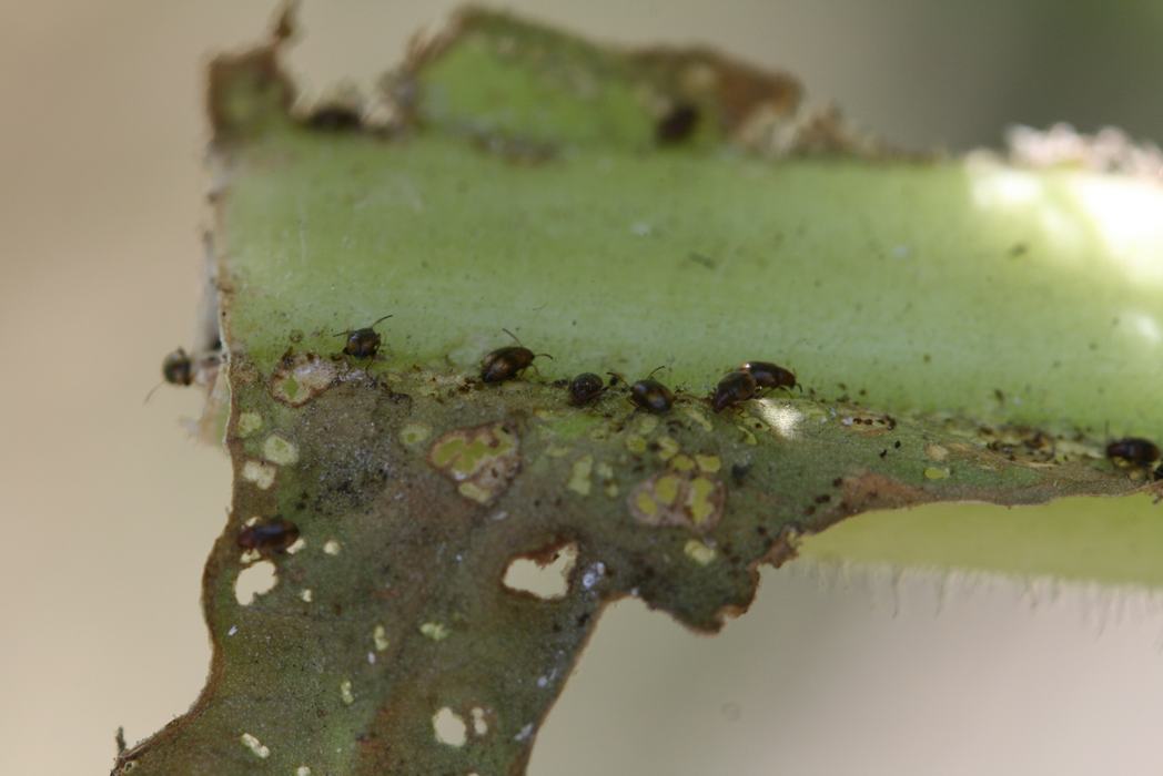 Adult flea beetles congregating on base of a tobacco leaf.  Photo: H.J. Burrack