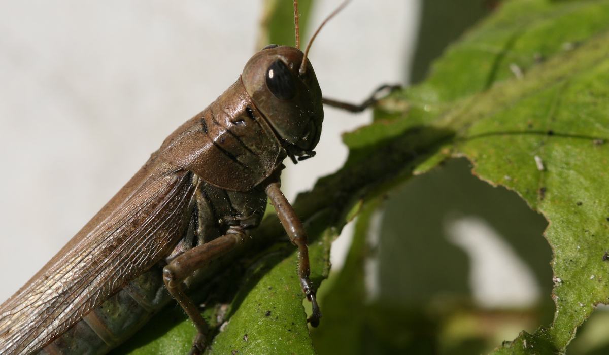 Insects - Grasshoppers - Tobacco Growers Information