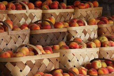 baskets of harvested peaches