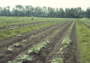 Black cutworm damage