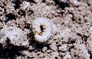 Cutworm closeup