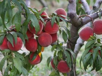 Tree ripe peaches