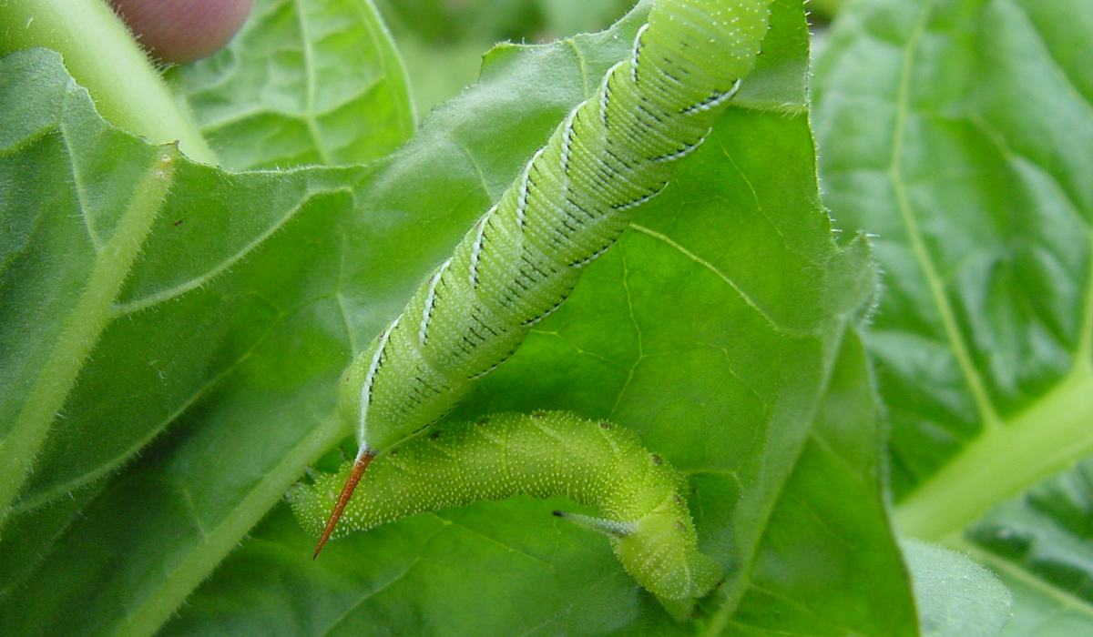 difference between tomato hornworm and tobacco hornworm Insects - Tobacco and Tomato Hornworm - Tobacco Growers Information