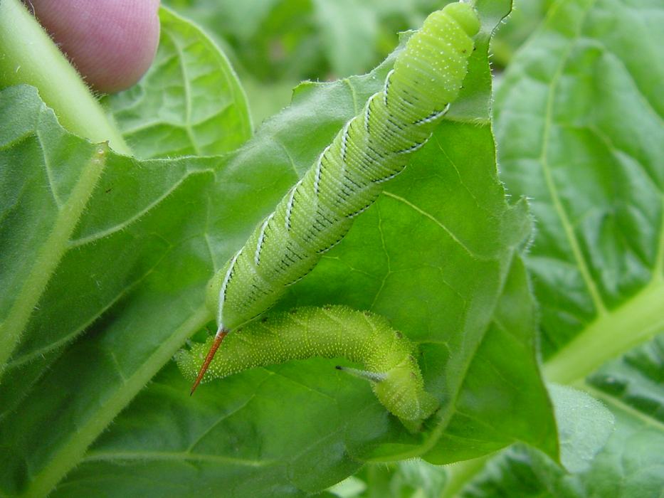 Tobacco hornworm (above) and tomato hornworm (below).  The tomato hornworm is smaller because it is younger.  It can grow to be the size of the tobacco hornworm.  Note the differences in their "horns". Photo: C. Sorenson