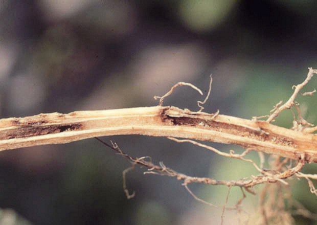 tobacco wireworm in house Soil Pests - Wireworms - Tobacco Growers Information