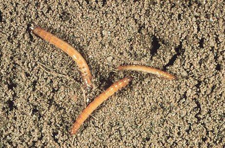 tobacco wireworm Soil Pests - Wireworms - Tobacco Growers Information