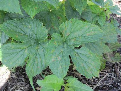 plant leaves