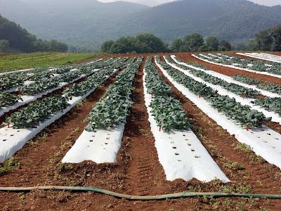 Double Row Broccoli Early Times for the NC Component of the East Coast Broccoli Project ...
