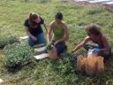 assistants working with broccoli transplants