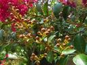 Crape myrtle flower buds