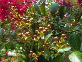 Crape myrtle flower buds
