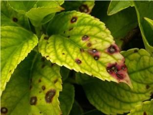 Green serrated leaves showing brown-black circular spots and yellowing.