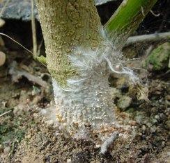 Southern stem blight on pepper