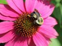 Bumble bee on coneflower