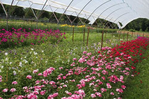 cut flower operation