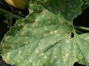 Cucurbit downy mildew