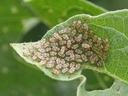 Eggplant lace bug nymphs