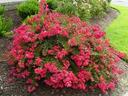 Cherry Dazzle Crape Myrtle