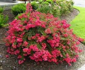 Cherry Dazzle Crape Myrtle