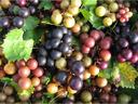 Clusters of multicolored grapes and green grape leaves
