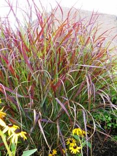 Prairie Fire Panic Grass