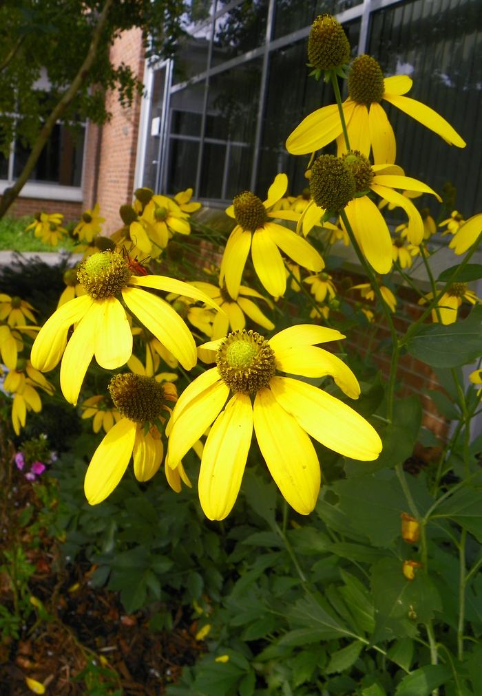 Cutleaf coneflower